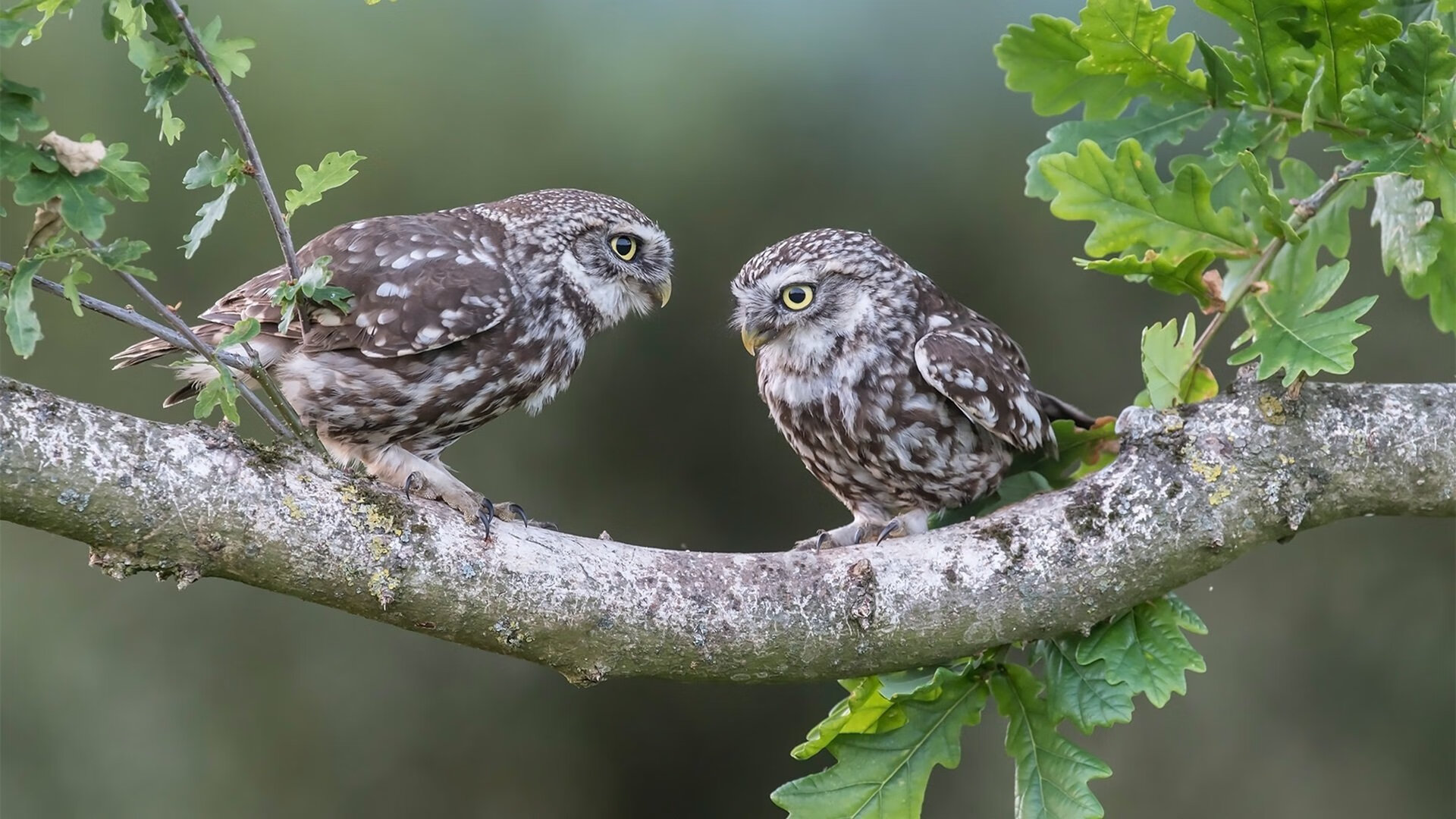 红衫染绿鹰,当卢卡库为突尼斯而战,改写的不只是比赛