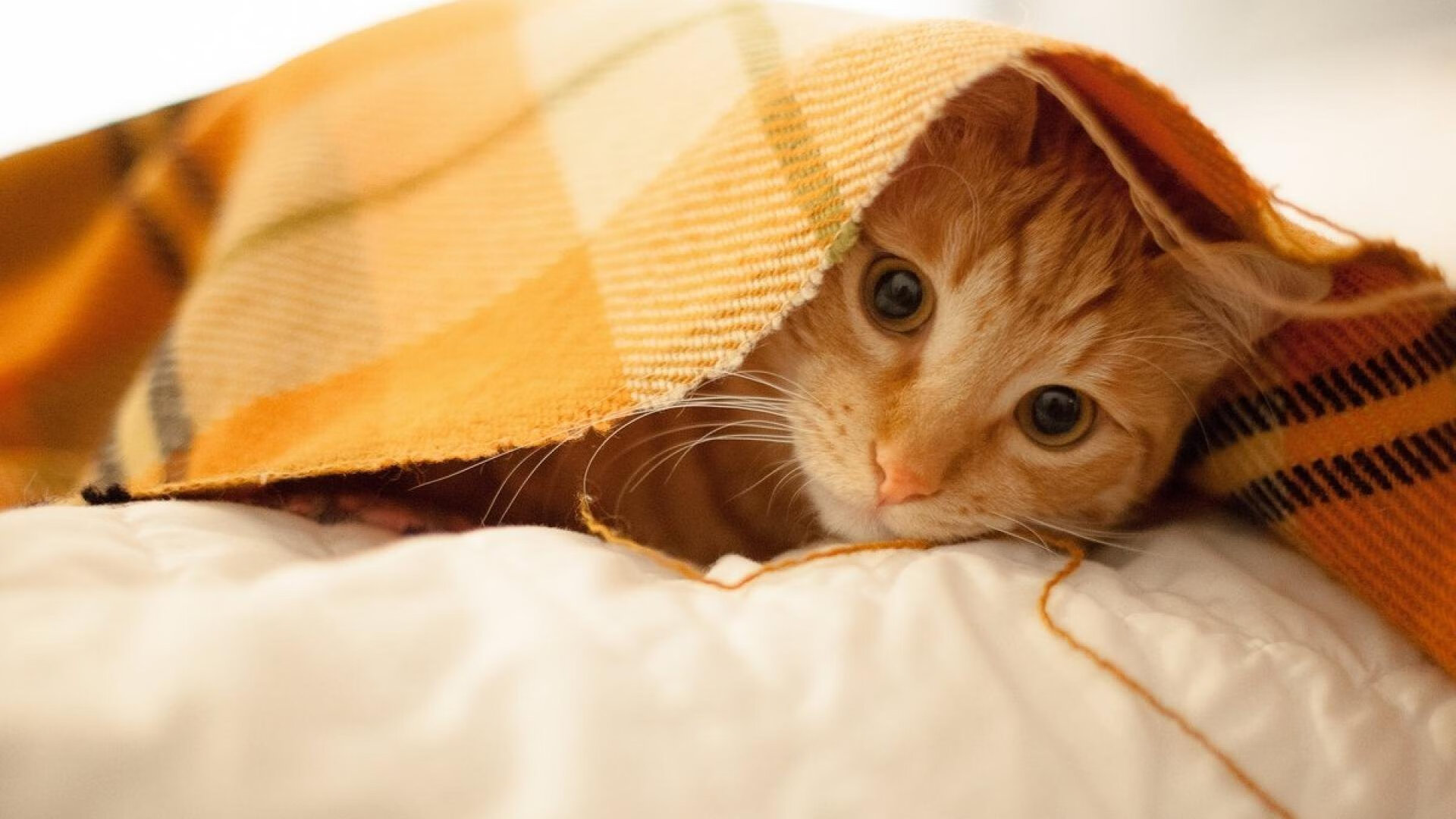 开云体育官网-（扩展版）