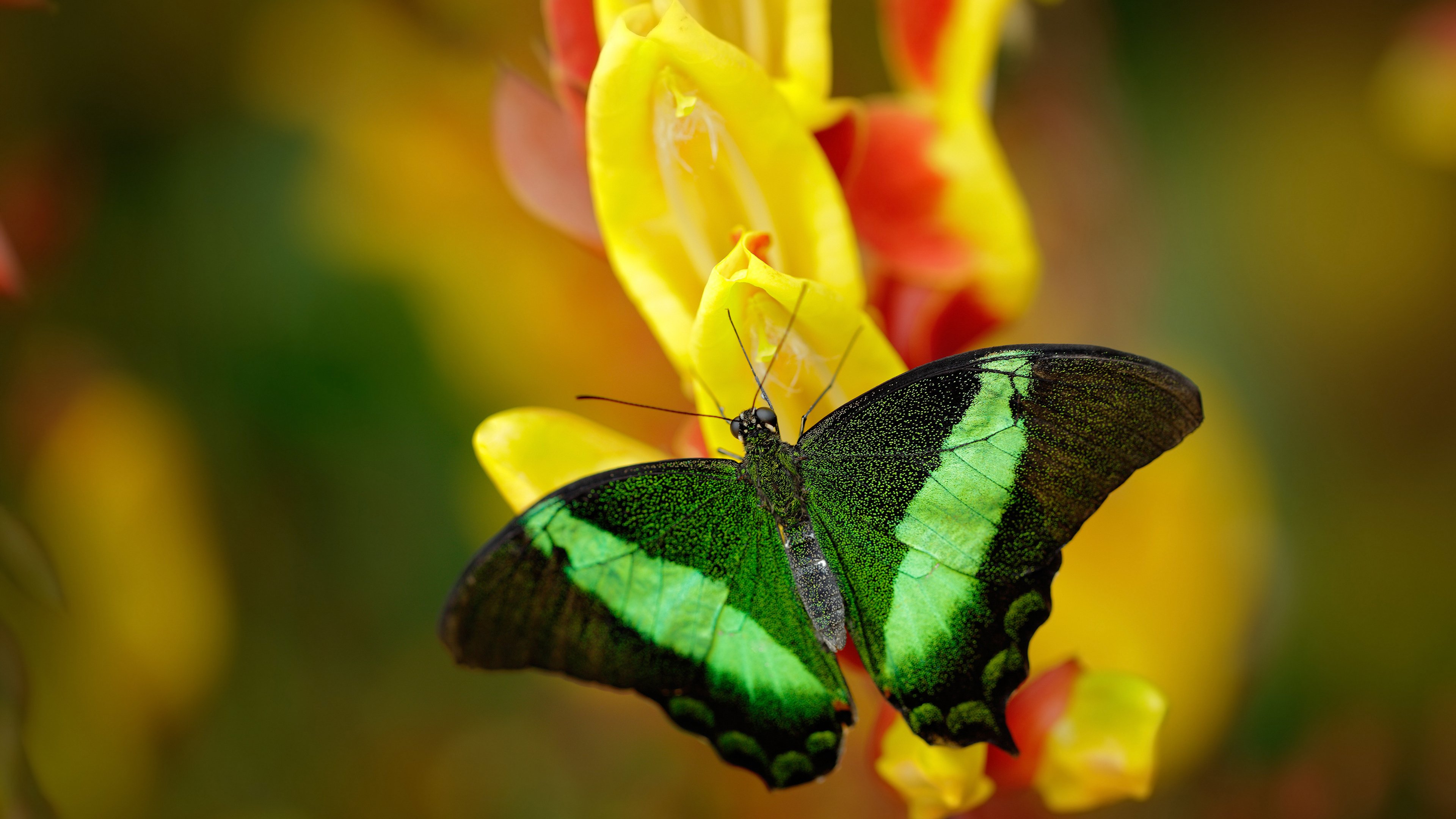 哈利波特魔咒失灵?老鹰加时啄伤东北虎