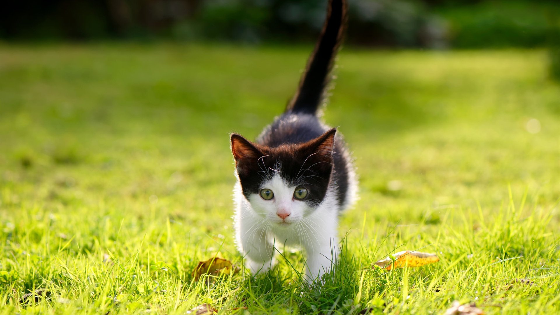 破局者，从赖斯纪录到塞维利亚的逆袭，看双线战场上的唯一胜利