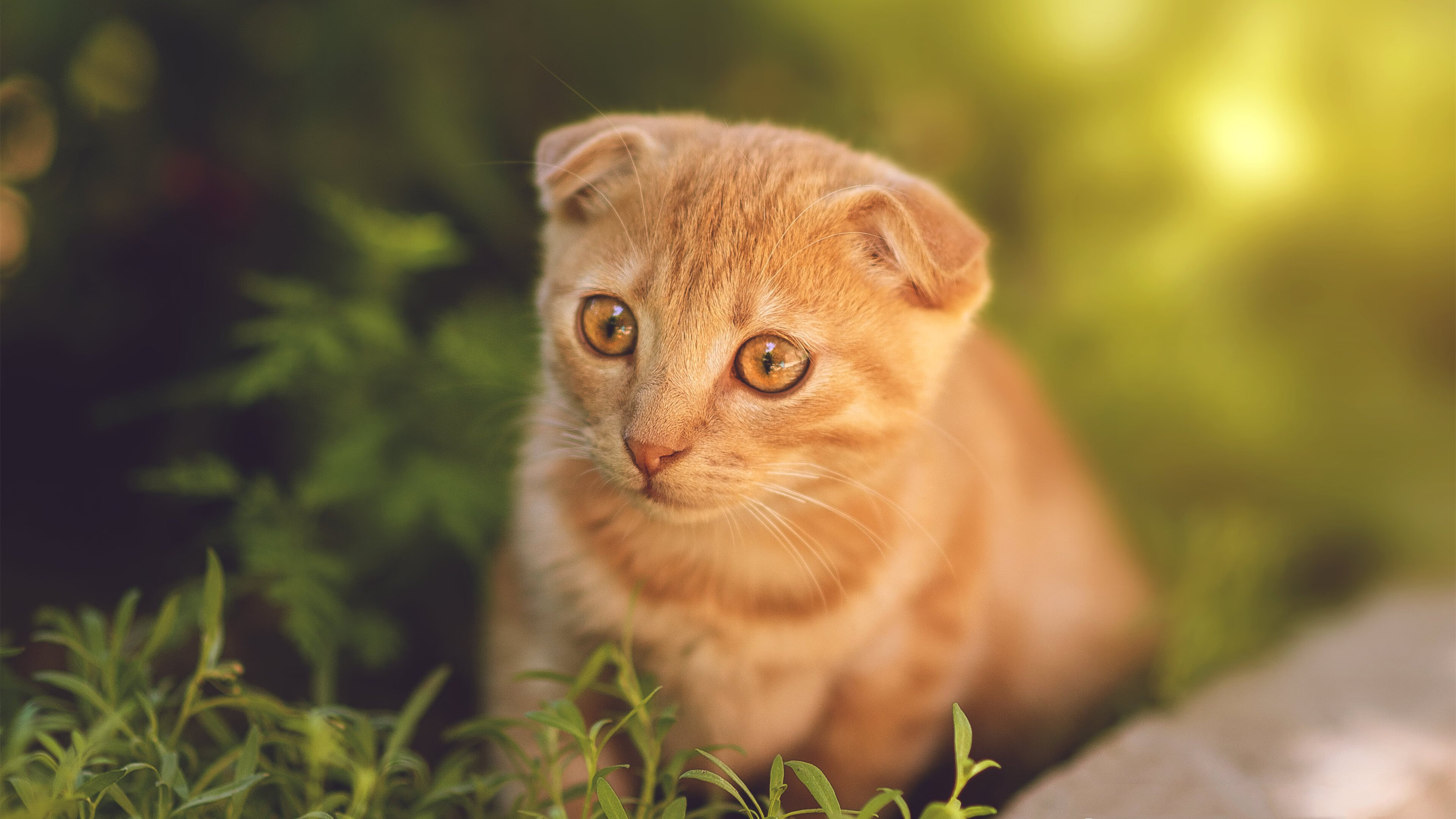 开云体育中国-从赌注到答案，西亚卡姆加时制胜一击，重塑热火命运之夜