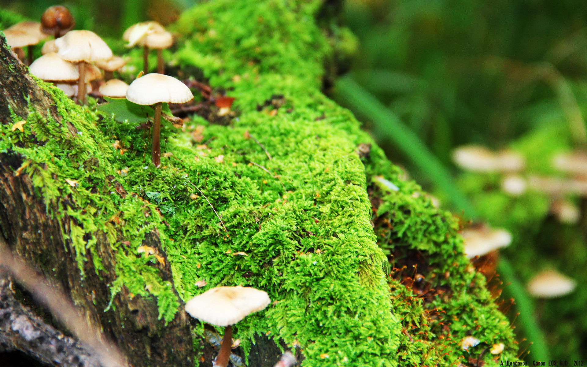 不止是常规赛，独行侠战胜魔术的唯一性之战