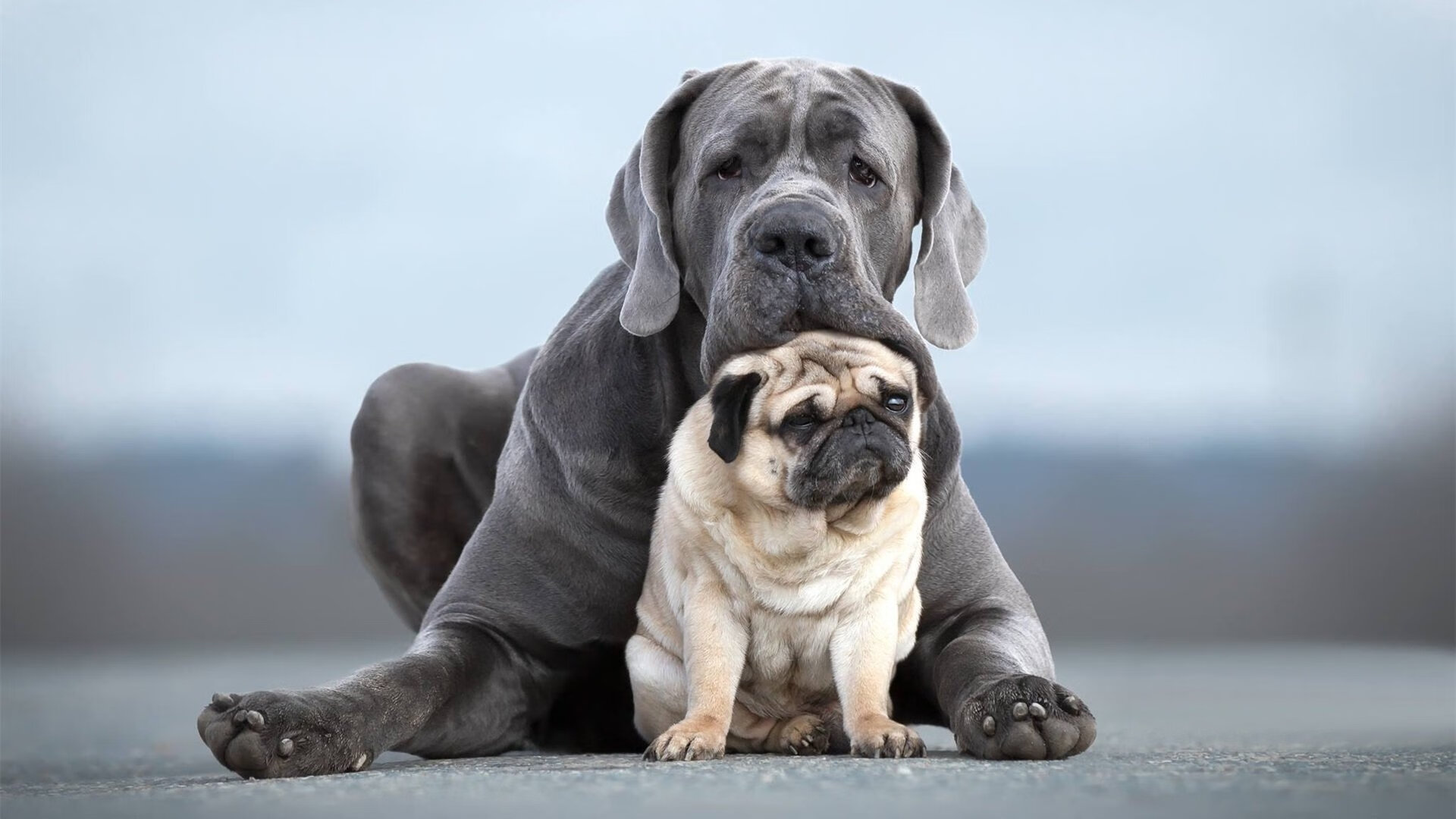 伊布神兵天降！塞内加尔巅峰对决险胜巴拉圭，传奇一击定乾坤